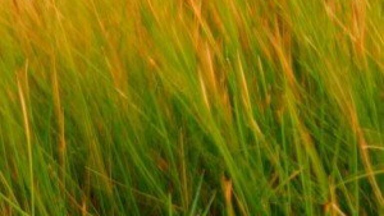 Leaf life 'a research topic' for enhanced biofuel composition