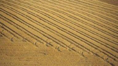 Biofuel testing aims for optimal production
