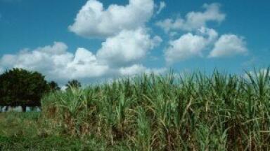 Shell and Cosan form joint biofuel laboratory venture
