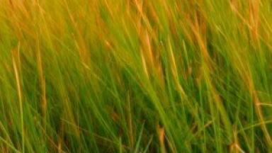 'Lite' grasses boost yields by a third in biofuel testing