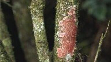 Biofuel testing reveals 'arsenal' of enzymes for cell wall degradation