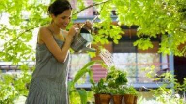 Compost heaps 'could help improve biofuel composition'