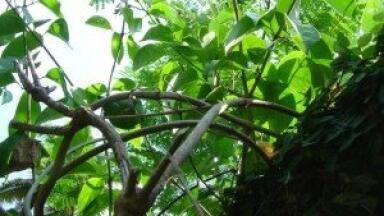 Biofuel analysis: Current production is "unethical"