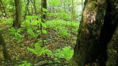 Biofuel analysis 'causes industry division'