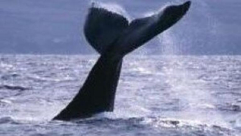 Oil industry surveys putting whales' lives at risk