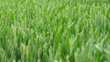 Biofuel project approved in EU