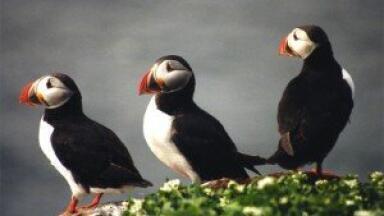 RSPB warns of Northern Ireland drilling