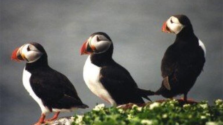 RSPB warns of Northern Ireland drilling