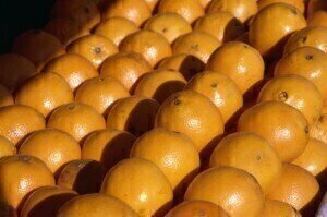 Scientists turn orange peel into biofuel