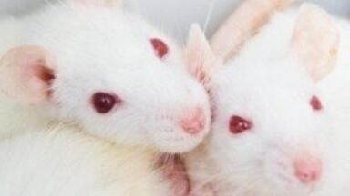 Scientists generate electricity from bodies