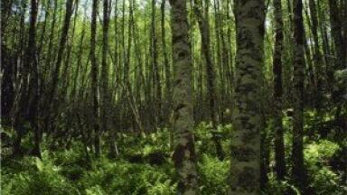 Tension wood could improve biofuel efficiency
