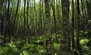 Tension wood could improve biofuel efficiency