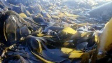 Developments in seaweed biofuels