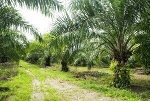 Palm oil fails to hit 20 per cent reduction threshold 