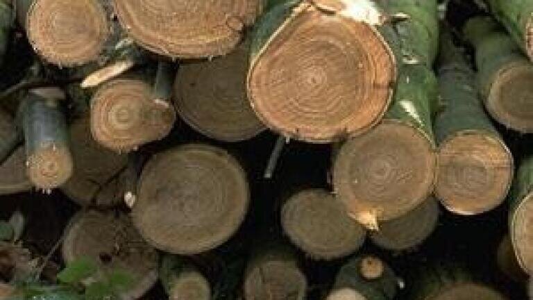 Waste-to-biofuel back on the agenda