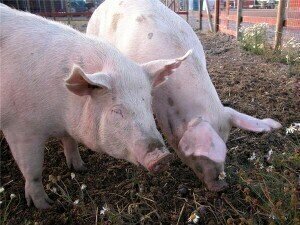 Pig farm waste to be utilised under new biofuel deal
