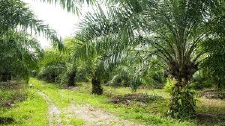 Palm oil investment increases in Congo Republic