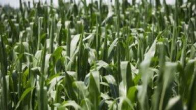 More corn consumed for biofuel than feed in the US