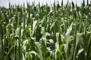 More corn consumed for biofuel than feed in the US