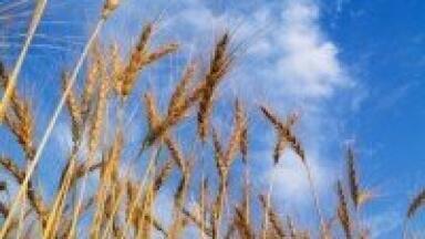 Bioethanol plant ready to open in Saltend