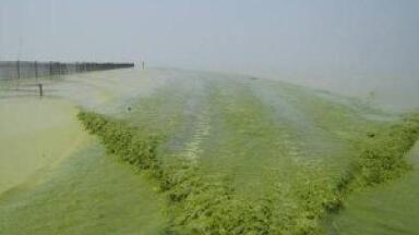 Algae roadblocks for the biofuel industry
