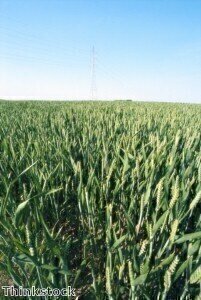 Feedstock supplies 'hotly contested between agriculture and biofuel'