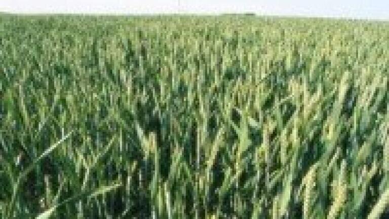 Feedstock supplies 'hotly contested between agriculture and biofuel'