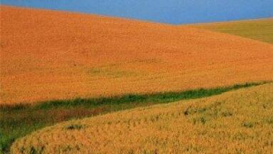 Somerset could be the next Brazil for biofuel consumption