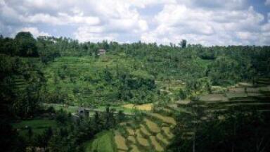 Indonesia 'could be the biggest biofuel producer in the world'