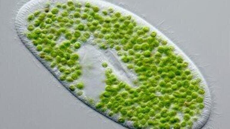 The good and the bad; is algae the future of biofuels?