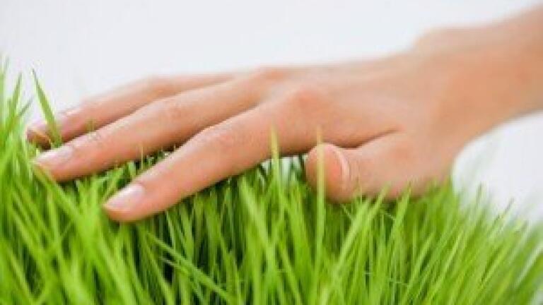 Biofuels 'will replace fossil fuels in the future'