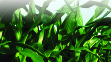 Biofuel Series of Catalogues