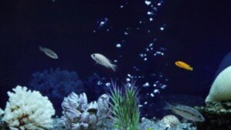 Marine algae 'could be used to produce biofuels'