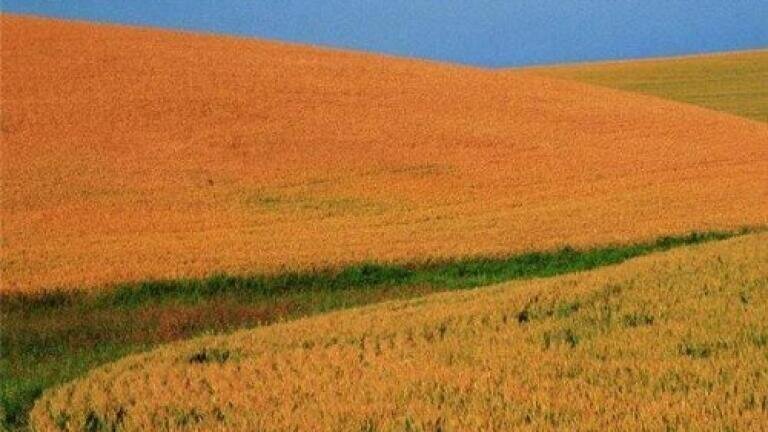 Discovery could lead to GM biofuels