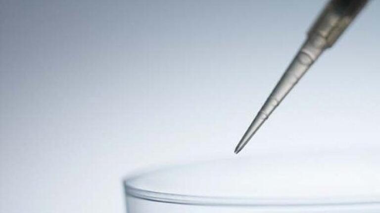 Termite guts may be the future of biofuels