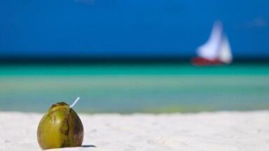 Could coconut oil be used in biofuel?
