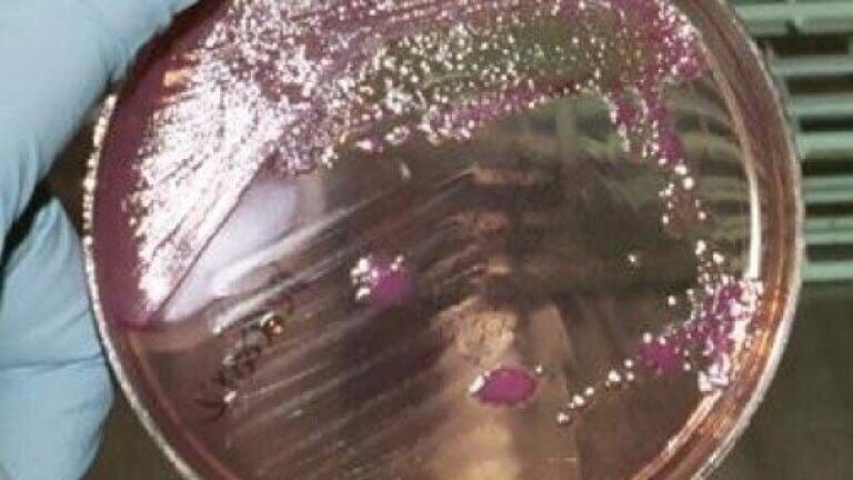 E. coli used to produce biodiesel