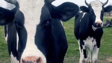 Studying cows could help reduce emissions