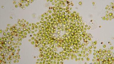 Greenhouse gas emissions to be used for biodiesel production