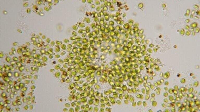 Greenhouse gas emissions to be used for biodiesel production