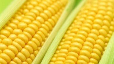 New cellulosic ethanol plant will lead to clean burning biodiesel