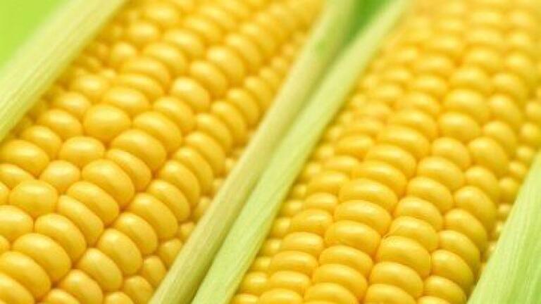 New cellulosic ethanol plant will lead to clean burning biodiesel