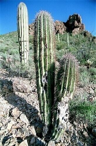 Cactus needles inspire oil clean-up method