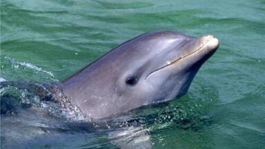Dolphins 'heavily affected' by Deepwater Horizon spill