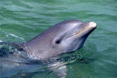 Dolphins 'heavily affected' by Deepwater Horizon spill