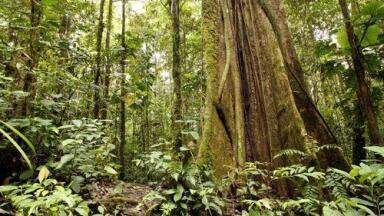 Western Amazon 'polluted by oil activity'