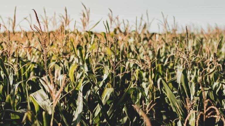 Are Biofuels Worse Than Fossil Fuels?