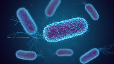 Introducing the Next Producer of Diesel Biofuel - E. Coli Bacteria