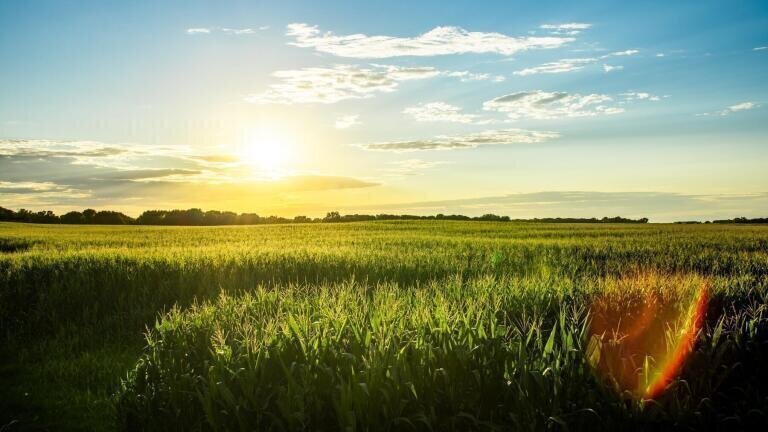 Will Bioenergy Production Be Capped?