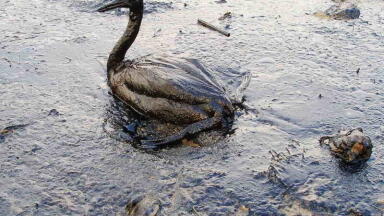 How is the 2015 California Oil Spill Affecting the Local Wildlife?  